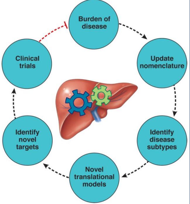 脂肪肝領(lǐng)域新進展：MAFLD取代NAFLD命名有何意義？